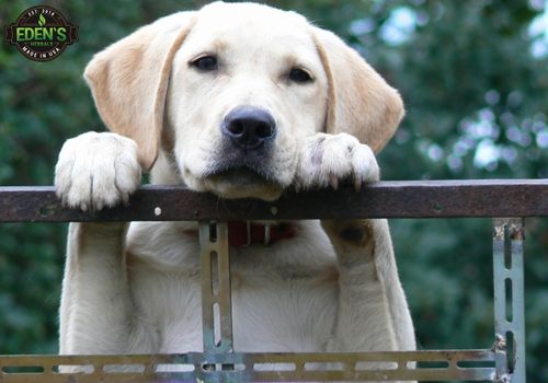 cute golden dog standing on a fence 